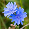 Chicory, blue daisy, blue dandelion, blue sailors, blue weed, bunk, coffeeweed, cornflower, hendibeh, horseweed, ragged sailors, succory, wild bachelor's buttons, wild endive