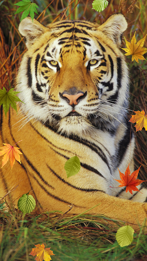 Tiger, live wallpaper
