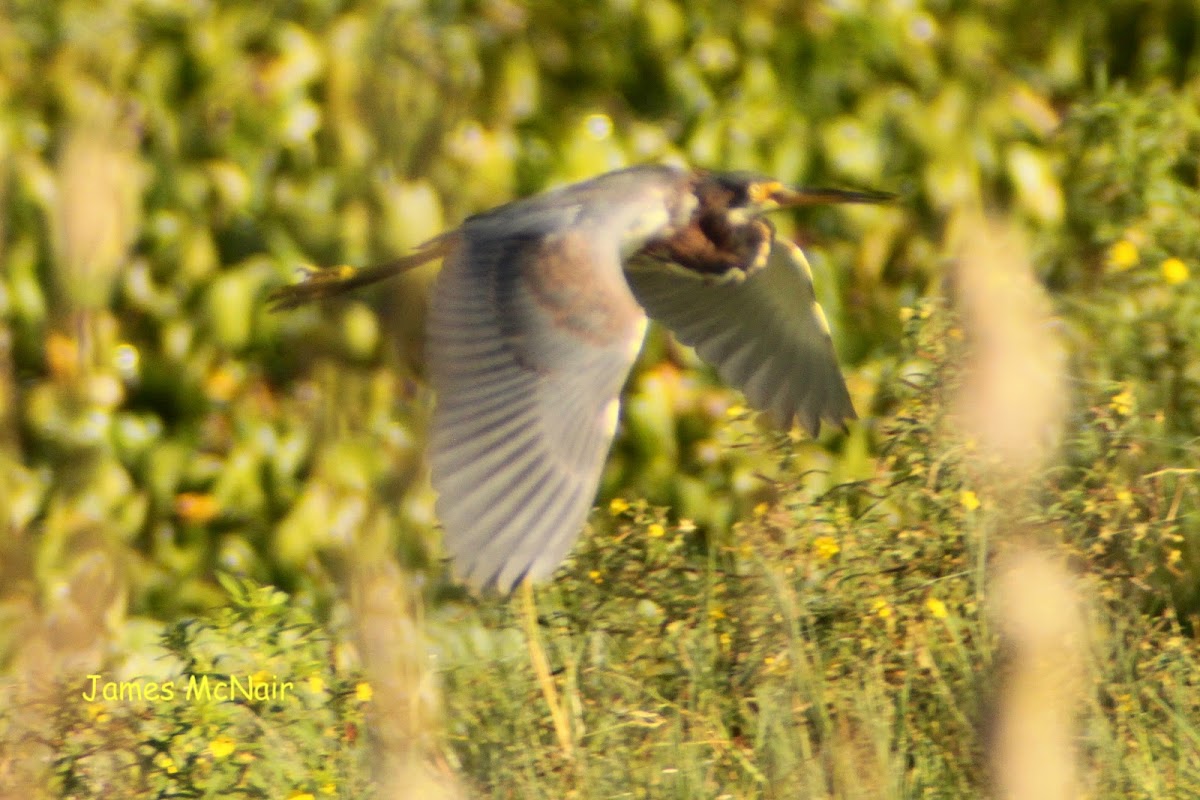 Tricolored Heron