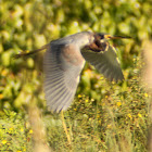 Tricolored Heron