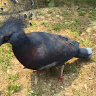 Victoria crowned pigeon