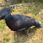 Victoria crowned pigeon