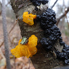 Black Witch's Butter