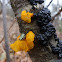 Black Witch's Butter