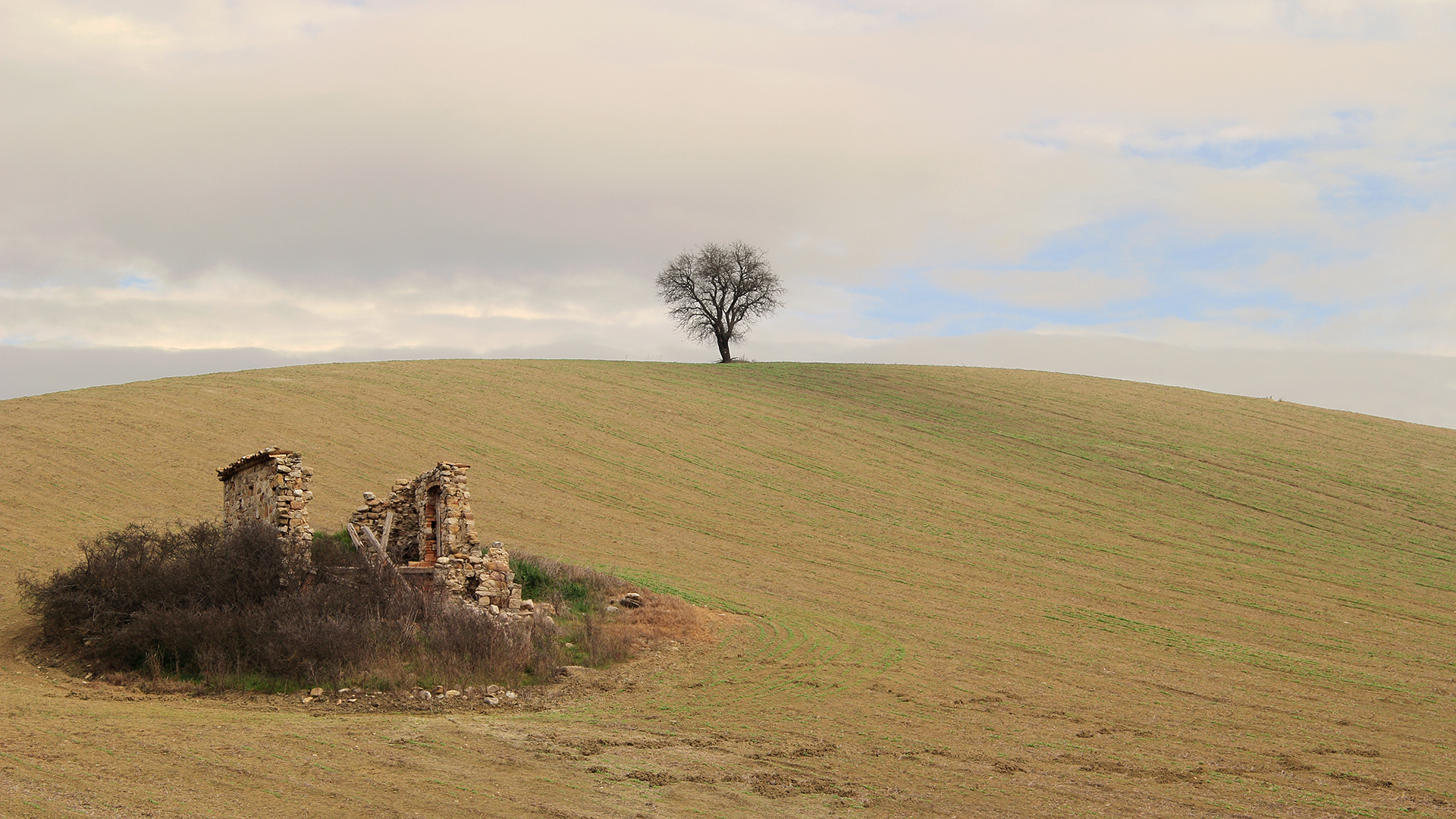 l'albero solitario di rino_savastano