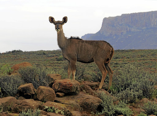 A kudu cow with the Nuweveldberge behind her in the Karoo National Park.