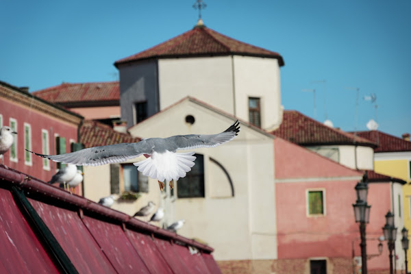 Focus the moment di Giovanni Orselli