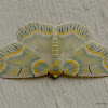 Geometrid Moth