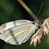 Cabbage White