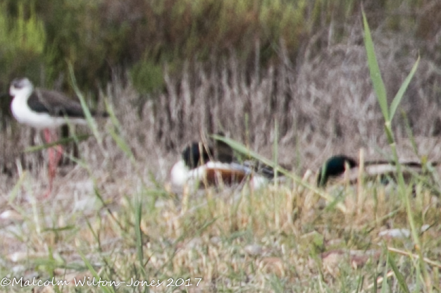 Shoveler; Pato Cuchara