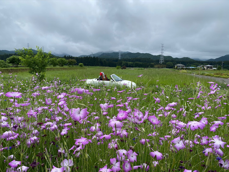 コペンの花活ムギナデシコ🌸📸・マーガレットも開花・草木ダムサンデー30周年・咲き初めと満開のポピーに関するカスタム事例の投稿画像2枚目