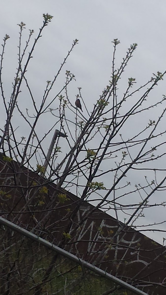 American Robin