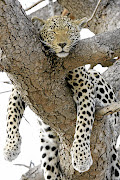 A leopard snoozes in the Kruger National Park.
