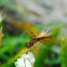 Eastern Amberwing