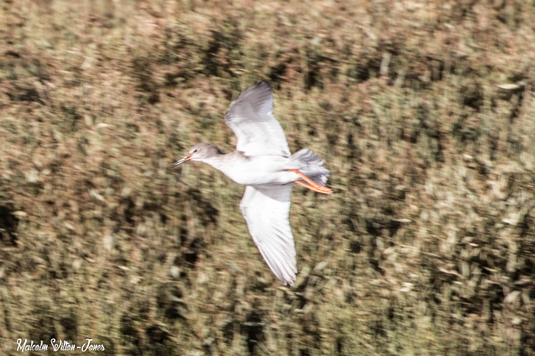 Redshank