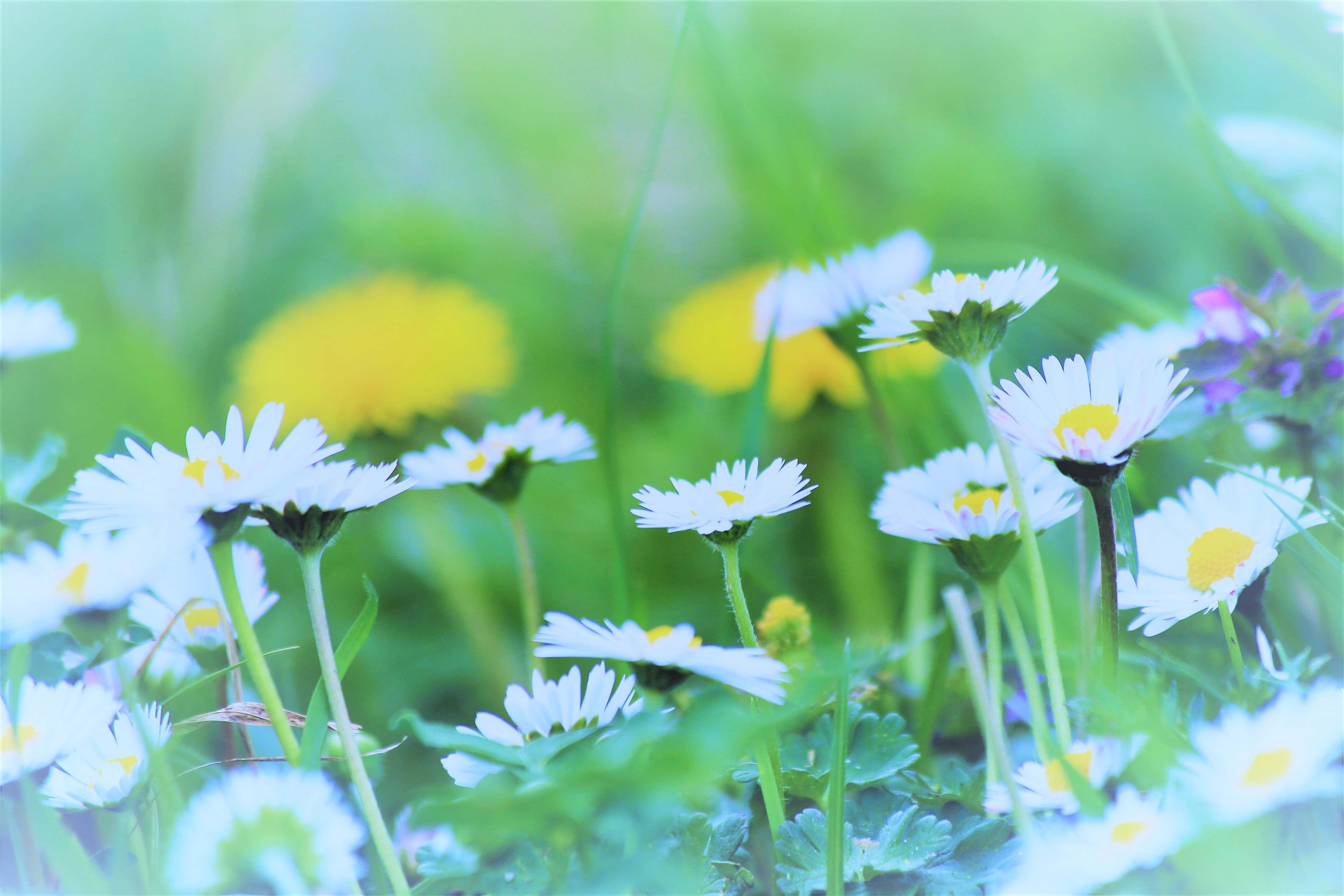 Fiori di campo di Rosaria_Scrofani