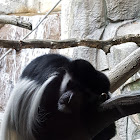 Black-And-White Colobus Monkey