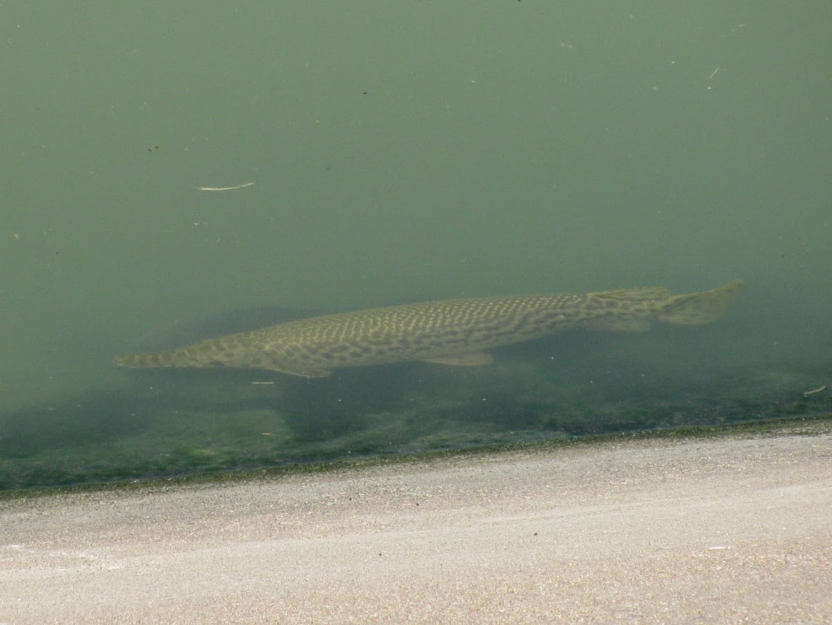 Spotted Gar