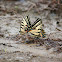 Eastern tiger swallowtail