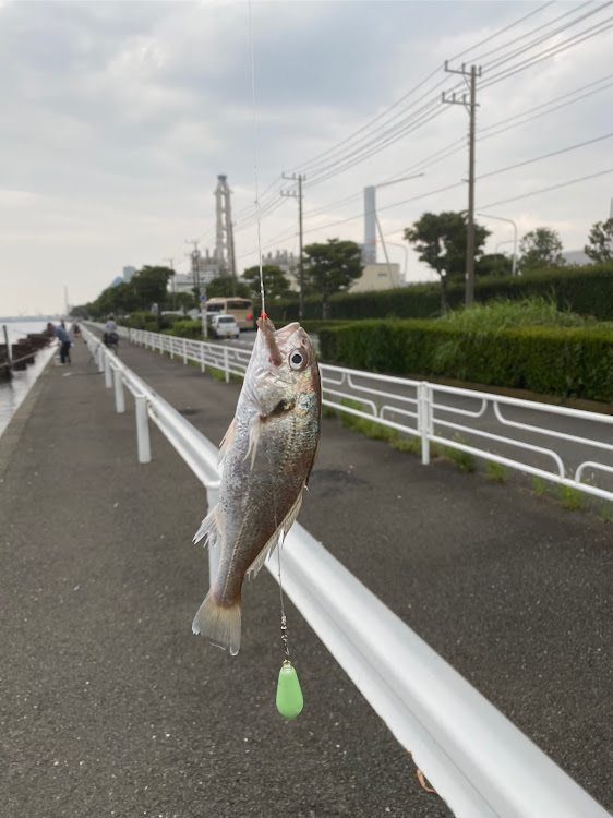 アクセラスポーツの根岸湾・釣りとカメ活に関するカスタム事例の投稿画像3枚目