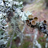 Brown Cup Fungus