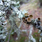 Brown Cup Fungus