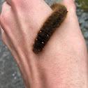 Fox moth caterpillar