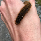 Fox moth caterpillar