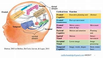 Image result for ventral and dorsal stream