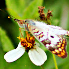 White Peacock Butterfly