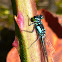 damselfly