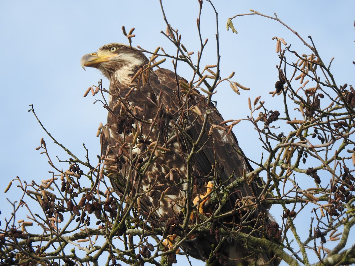 Bald eagle (juv)