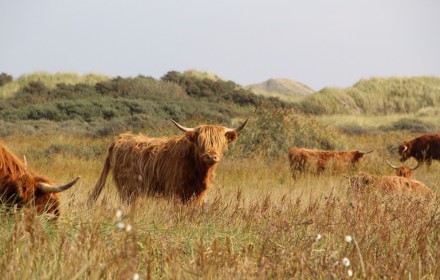 Herd of bulls small promo image