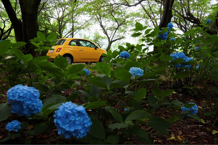 500の香川・紫陽花・森の中に関するカスタム事例の投稿画像3枚目