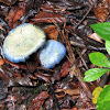 Lactarius indigo