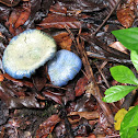 Lactarius indigo