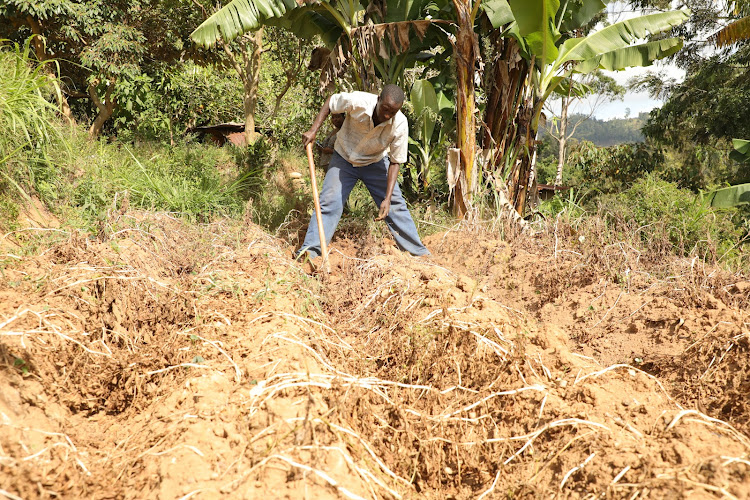 Ben Mzee preparing his farm for planting at Wundanyi. Many farmers have expressed their fear due to delayed onset of rain season