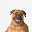 Bullmastiff Themes & New Tab