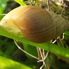 unknown snail