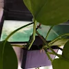 miniatures image - 0