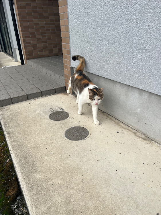 クラウンマジェスタのいつもイイネ&コメントありがとうございます🙇‍♂️・14マジェスタ・ねこちゃんに関するカスタム事例の投稿画像2枚目
