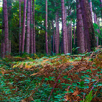 Autunno nei boschi  di 