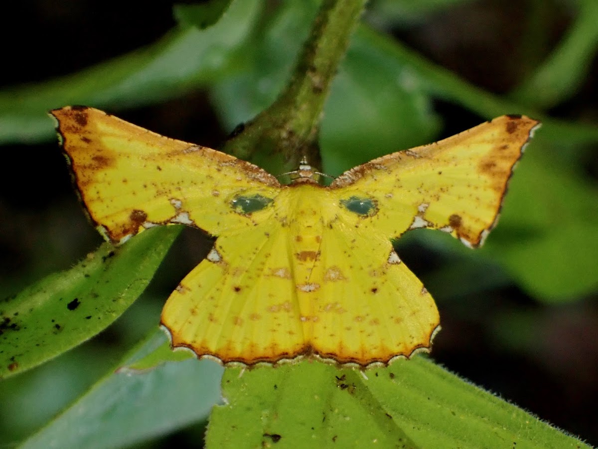 Geometrid Moth