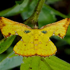 Geometrid Moth