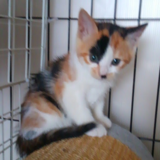 はな坊【CT愛猫部】25番のプロフィール画像