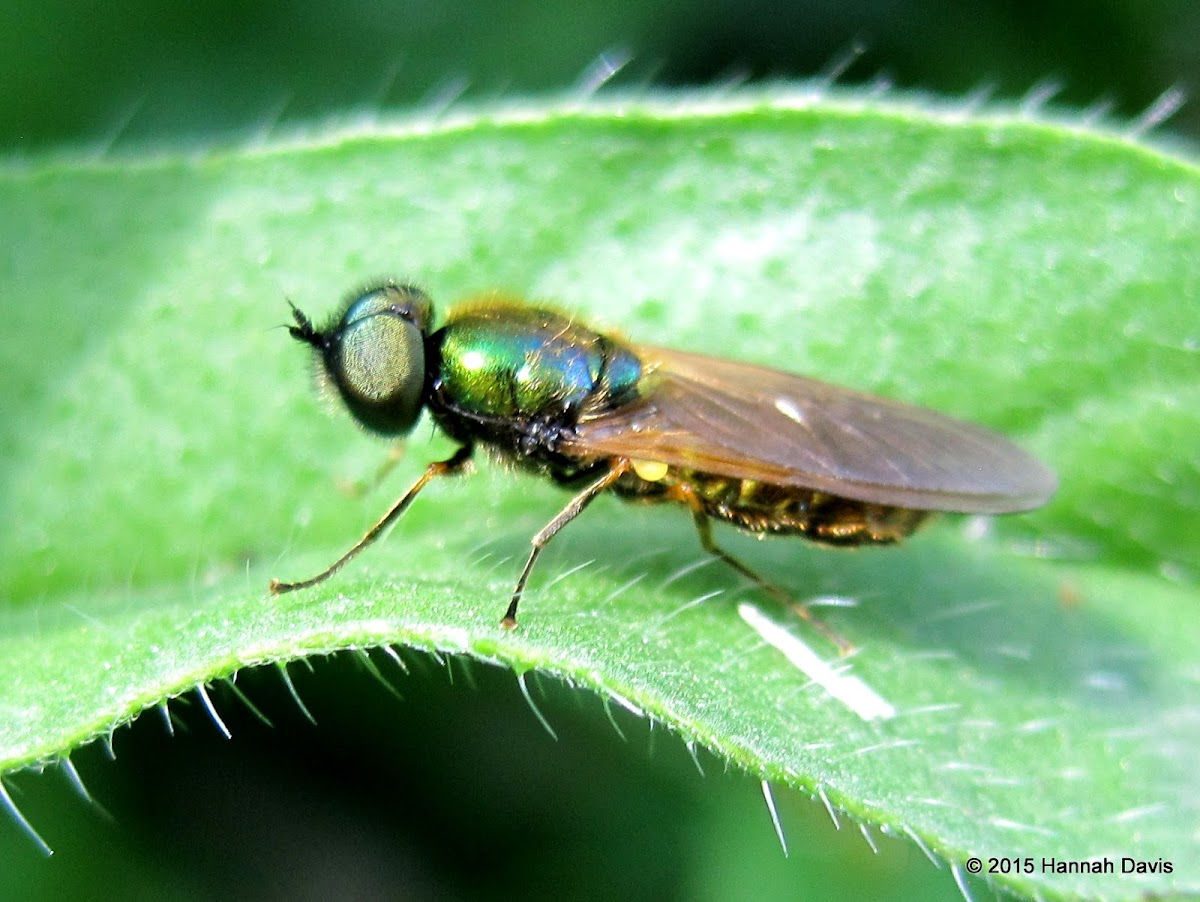 Soldier fly, male