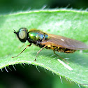 Soldier fly, male