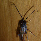 Ichneumon Wasp ♂