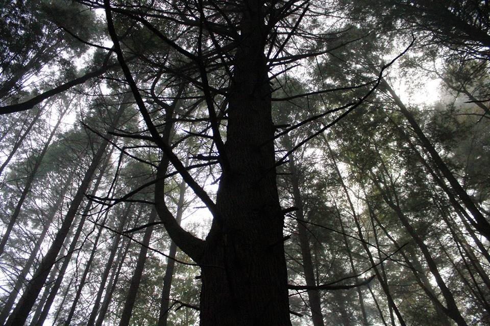 A towering hemlock tree deep in the heart of the Lilley Cornett Woods.