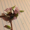 Unknown Spotting ( Purple Flowers )